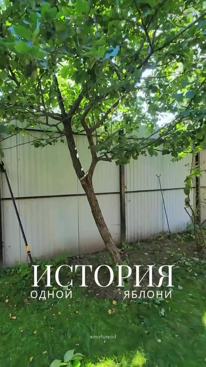 Восстановление старой яблони специалистами Матур Сад в Казани