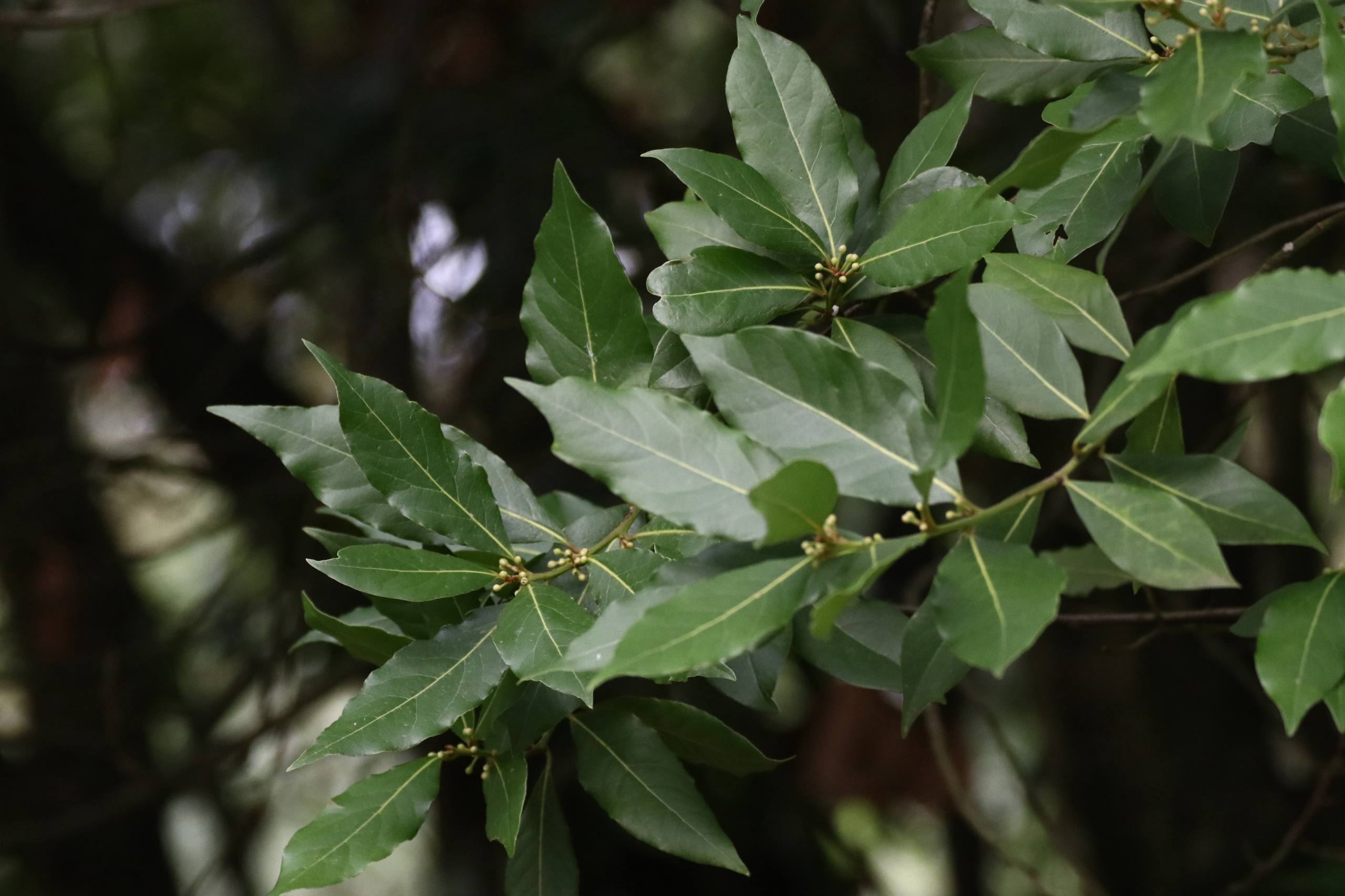 Лавр благородный Laurus nobilis — листья и выращивание лавра в Казани
