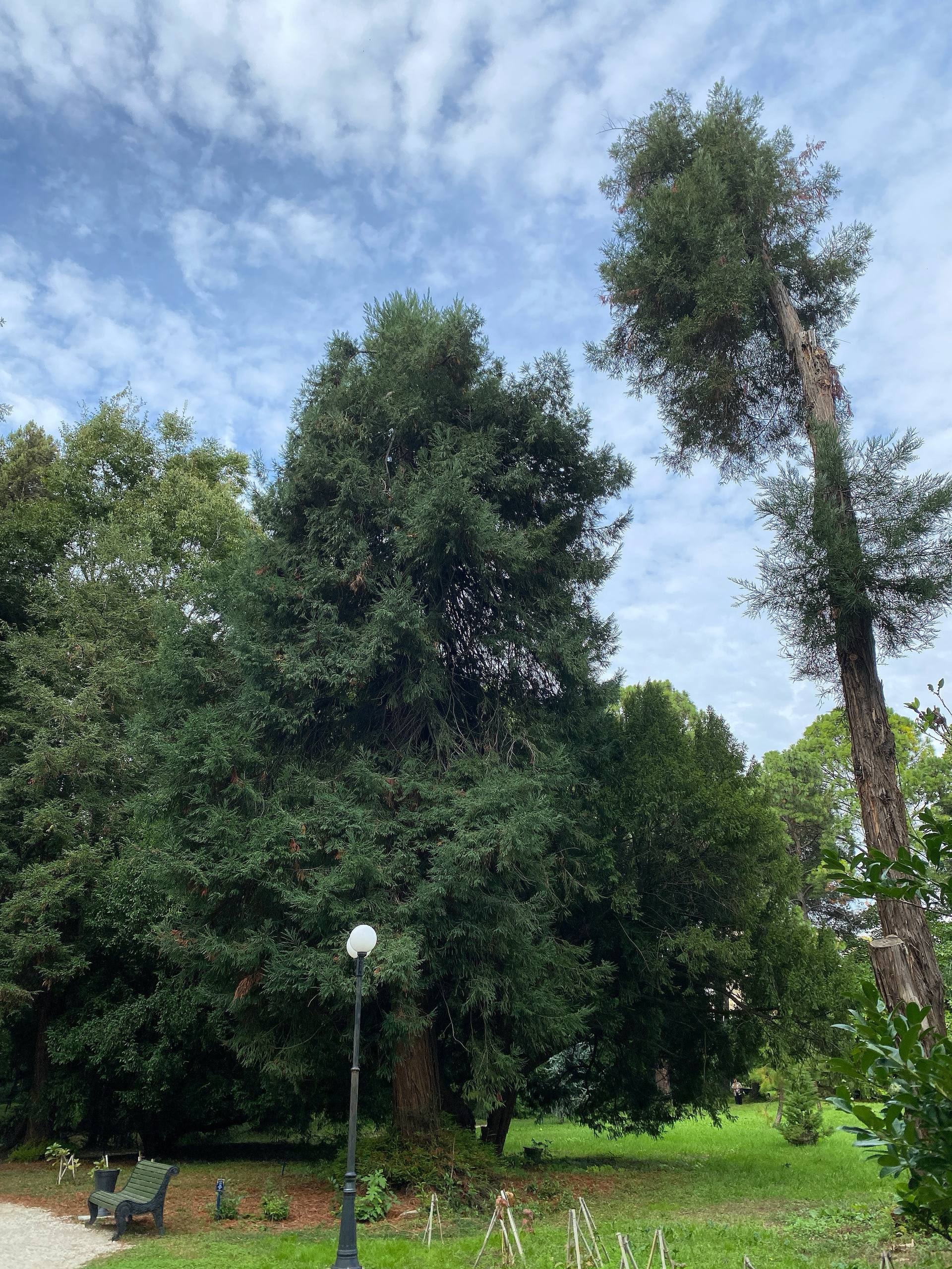 Секвойя вечнозелёная «Сизая» (Sequoia sempervirens 'Glauca') с сизо-голубой хвоей