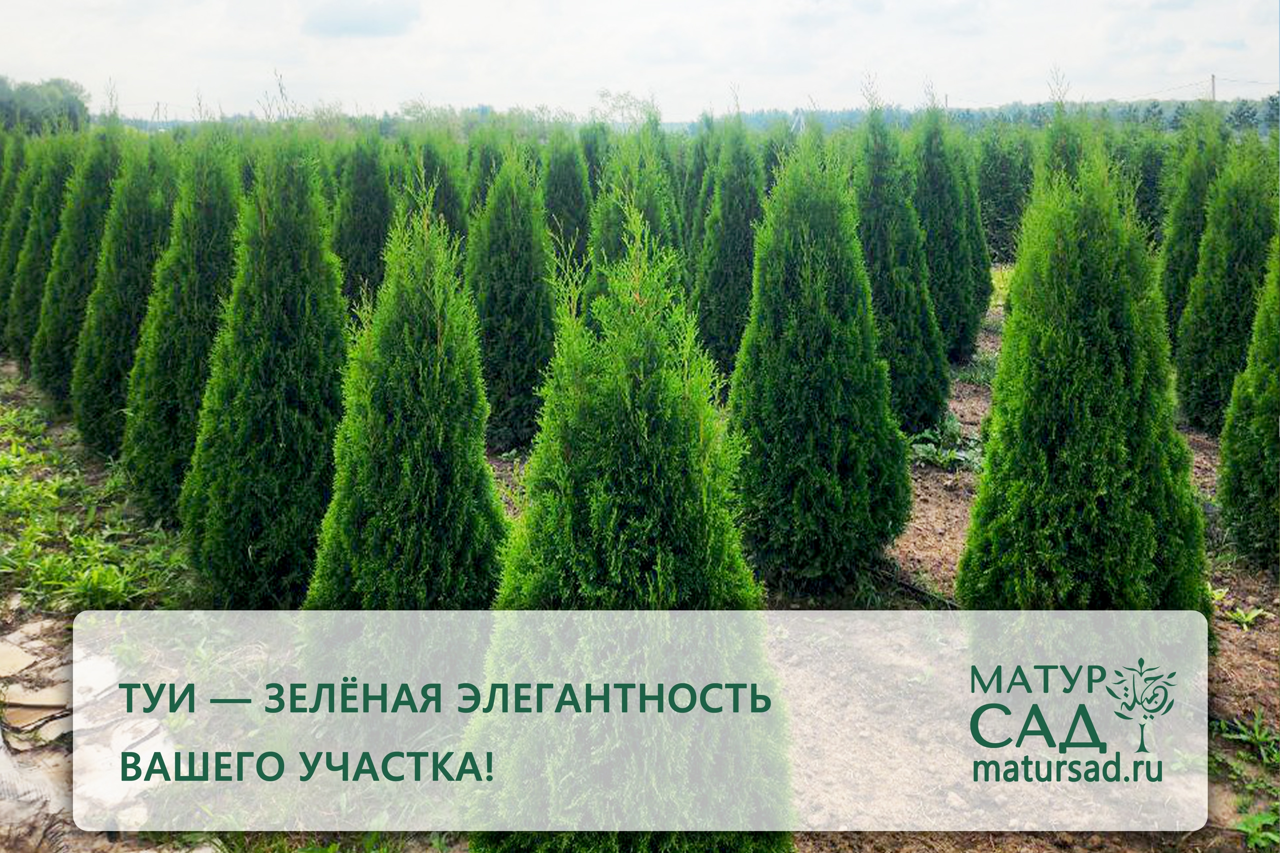 Посадка туи на участке в Казани — ландшафтный дизайн Матур Сад